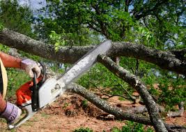 How Our Tree Care Process Works  in  Vincent, AL