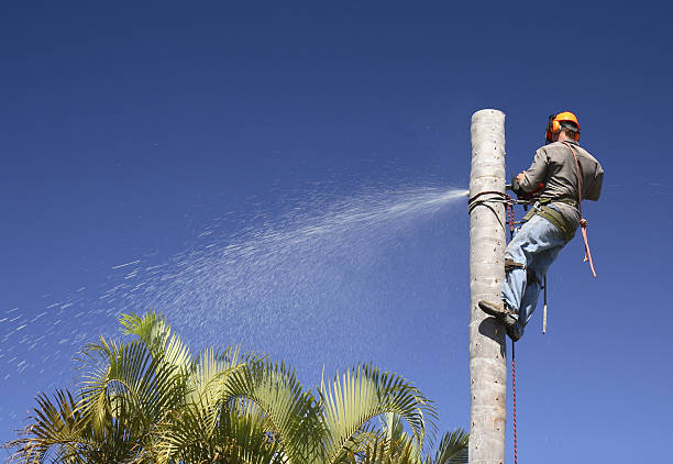 Trusted Vincent, AL Tree Care Experts